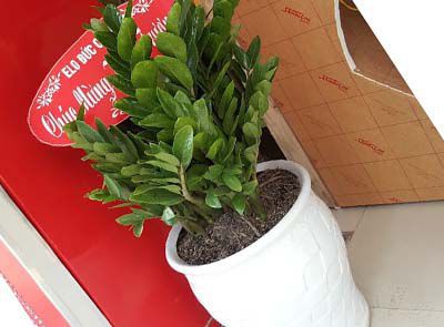 Cho thuê cây cảnh khai trương Cho thuê cây cảnh khai trương