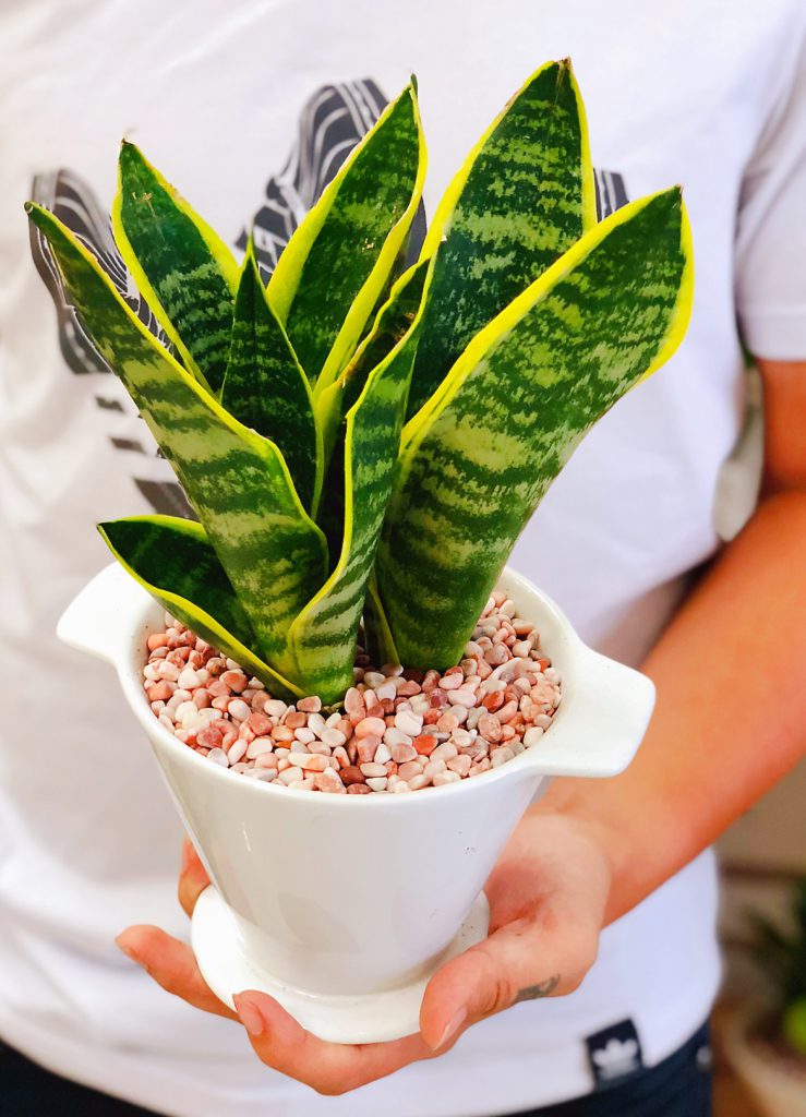 cây trồng thanh lọc không khí trong nhà