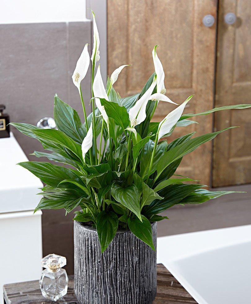 trồng cây trong phòng ngủ