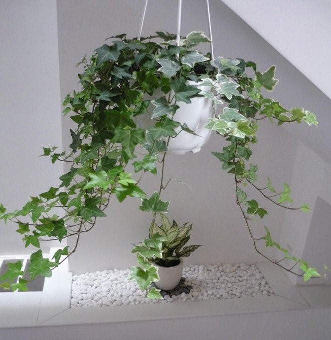 cây thường xuân - trồng cây trong phòng ngủ