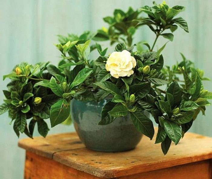 cây dành dành - trồng cây trong phòng ngủ