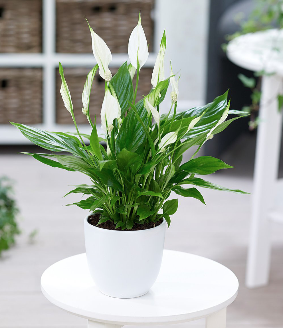 Hoa lan ý - cây trồng trong bóng râm