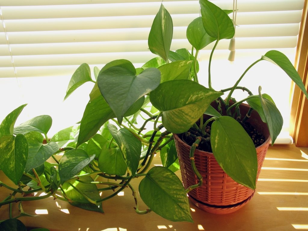trầu bà - cây trồng trong bóng râm