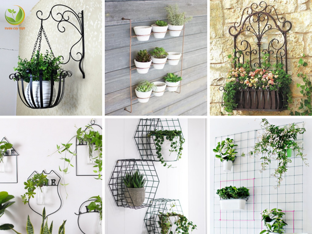 cây trang trí trong nhà