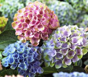 cây cảnh có độc