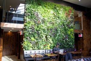 cây cảnh trang trí quán cafe