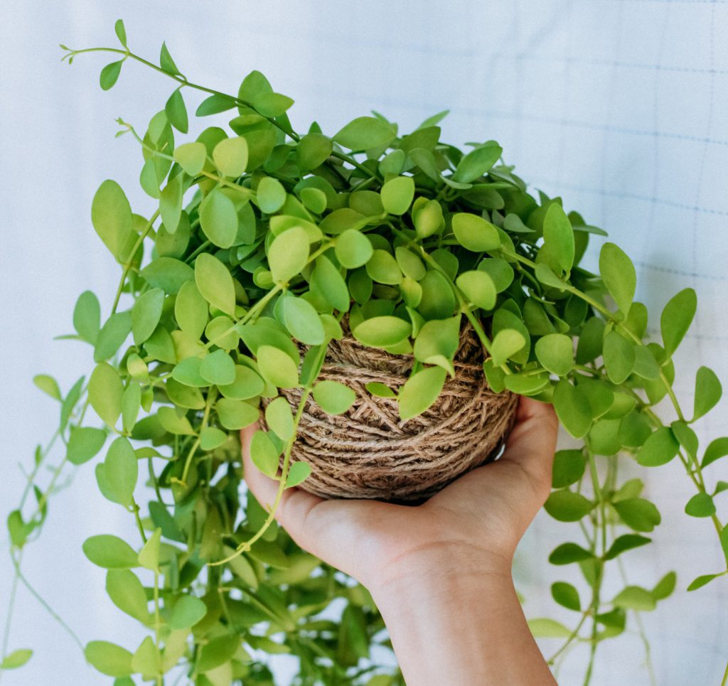 Cây Lan Tim - Lan Hạt Dưa - cây cảnh trang trí quán cafe