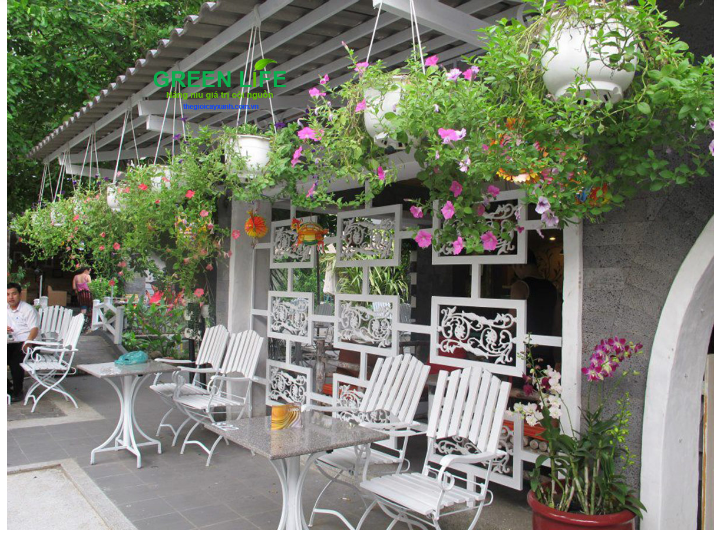 Dạ Yến Thảo - cây cảnh trang trí quán cafe