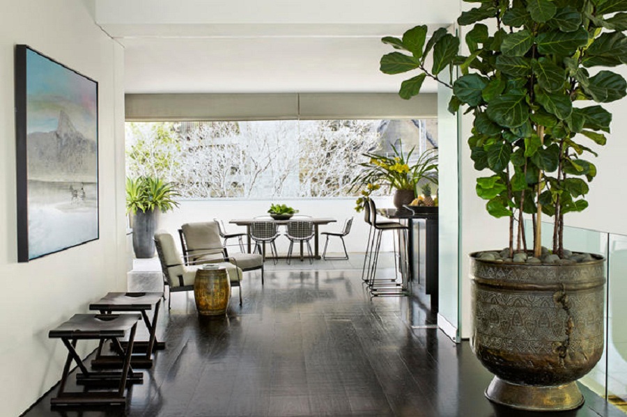 Bàng Singapo - cây cảnh trang trí quán cafe