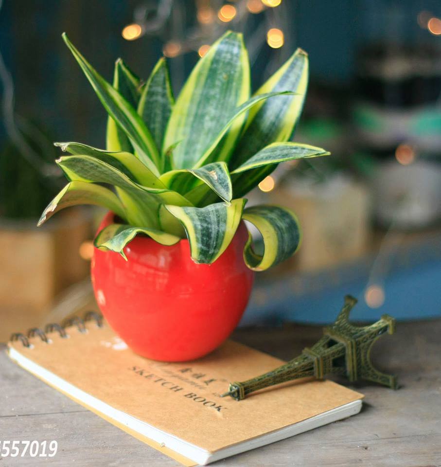 Cây Lưỡi Hổ - cây cảnh trang trí quán cafe