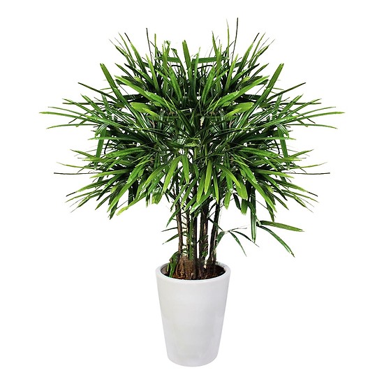 cây trúc mây hải phòng