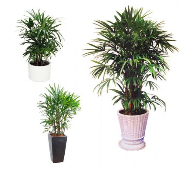 cây trúc mây hải phòng