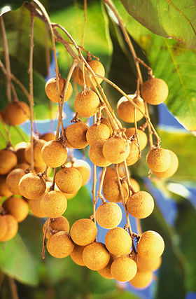 cây nhãn Hải Phòng