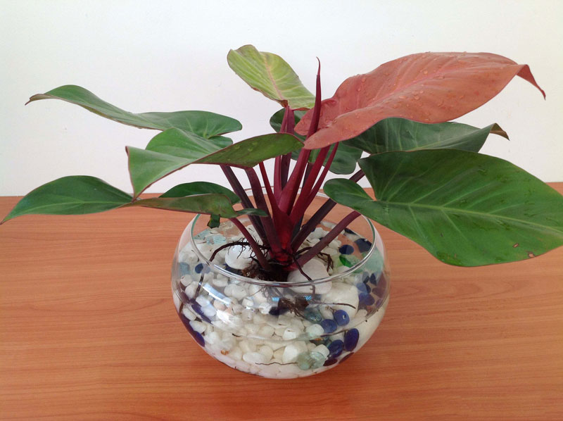 cây trầu bà đế vương hải phòng