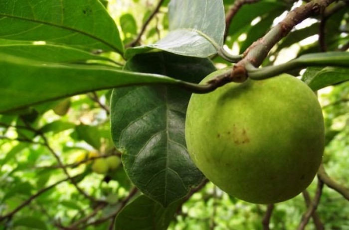 cây chay hải phòng