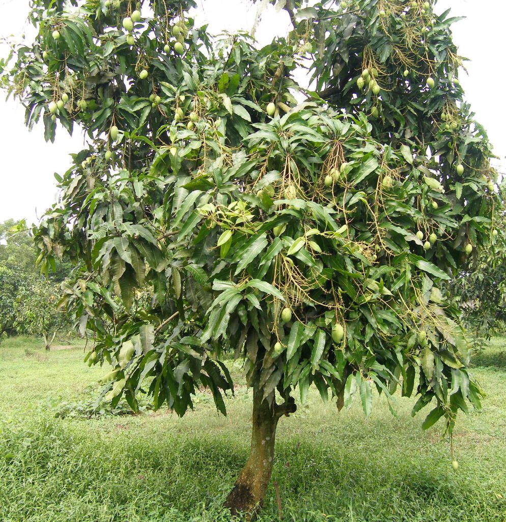 cây xoài hải phòng