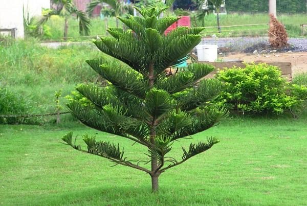 cây bách xanh hải phòng
