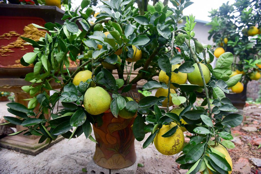 cây bưởi hải phòng