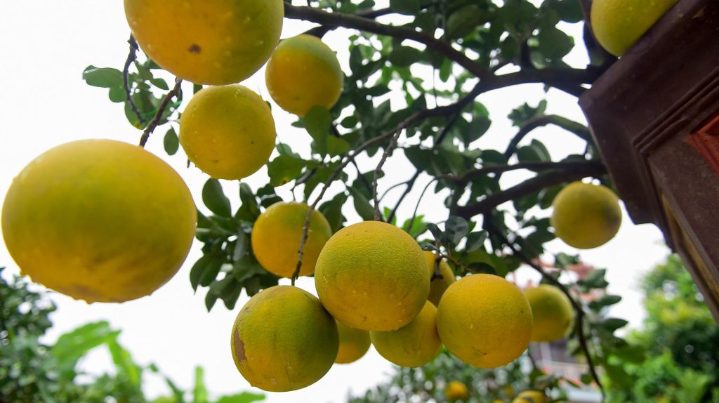 cây bưởi hải phòng