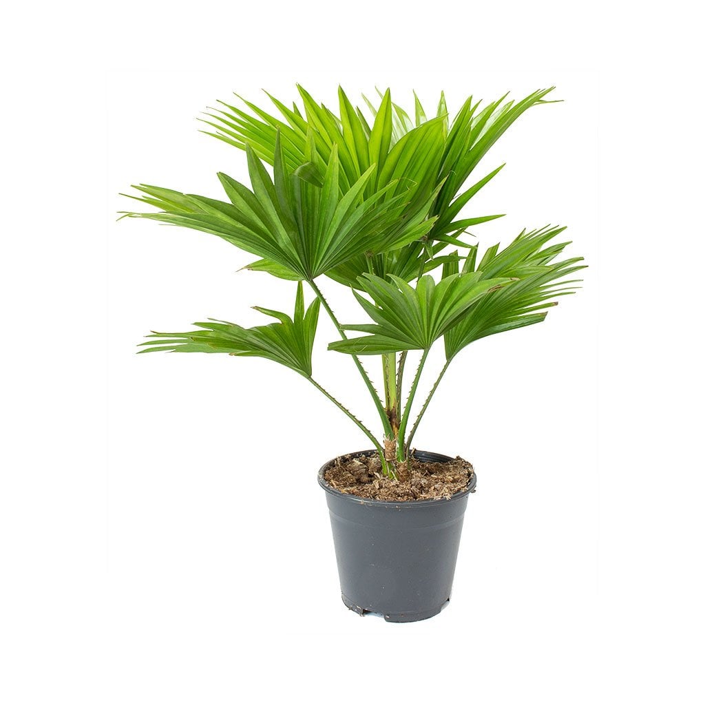 bán cây cọ Hải Phòng