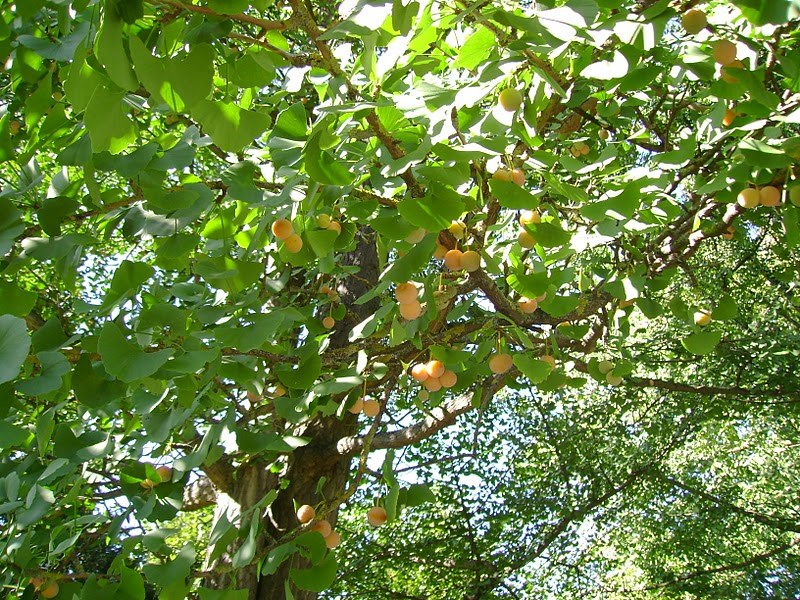 cây chay hải phòng