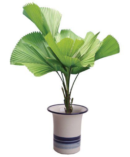 cây cọ hải phòng