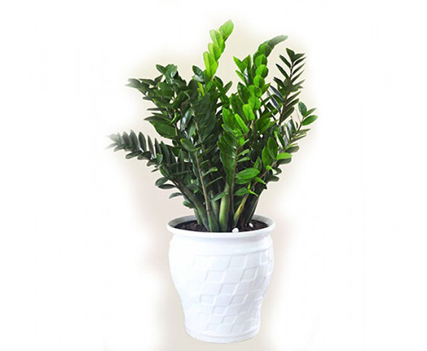 cây kim tiền hải phòng