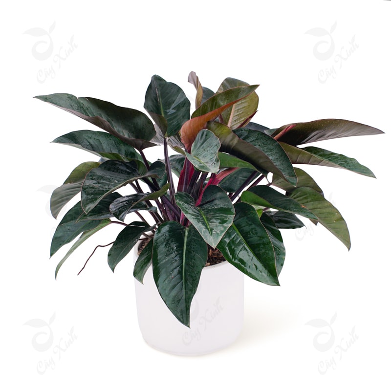 cây trầu bà đế vương hải phòng