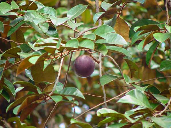 cây vú sữa hải phòng
