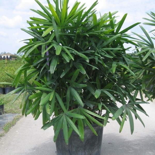 cây trúc mây hải phòng