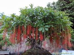 cây lộc vừng hải phòng