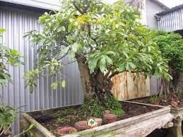 cây lộc vừng hải phòng