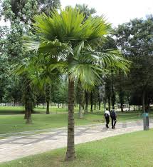 cây cọ hải phòng
