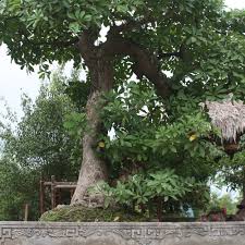 cây lộc vừng hải phòng