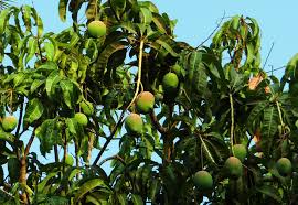 cây xoài hải phòng