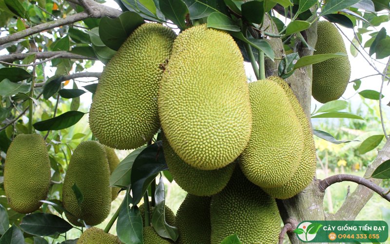 cây mít hải phòng