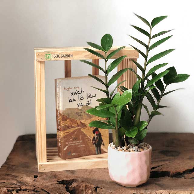 bán cây kim tiền Hải Phòng