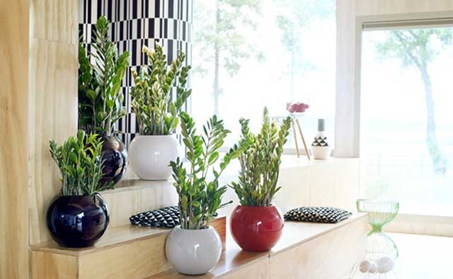 cây kim tiền hải phòng