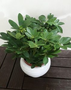 tác dụng cây ngũ gia bì