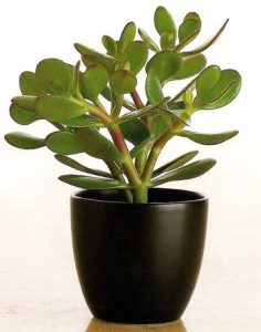 ý nghĩa cây ngọc bích