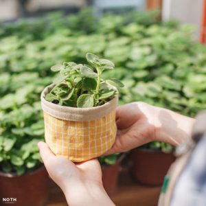 chậu vải trồng cây xanh