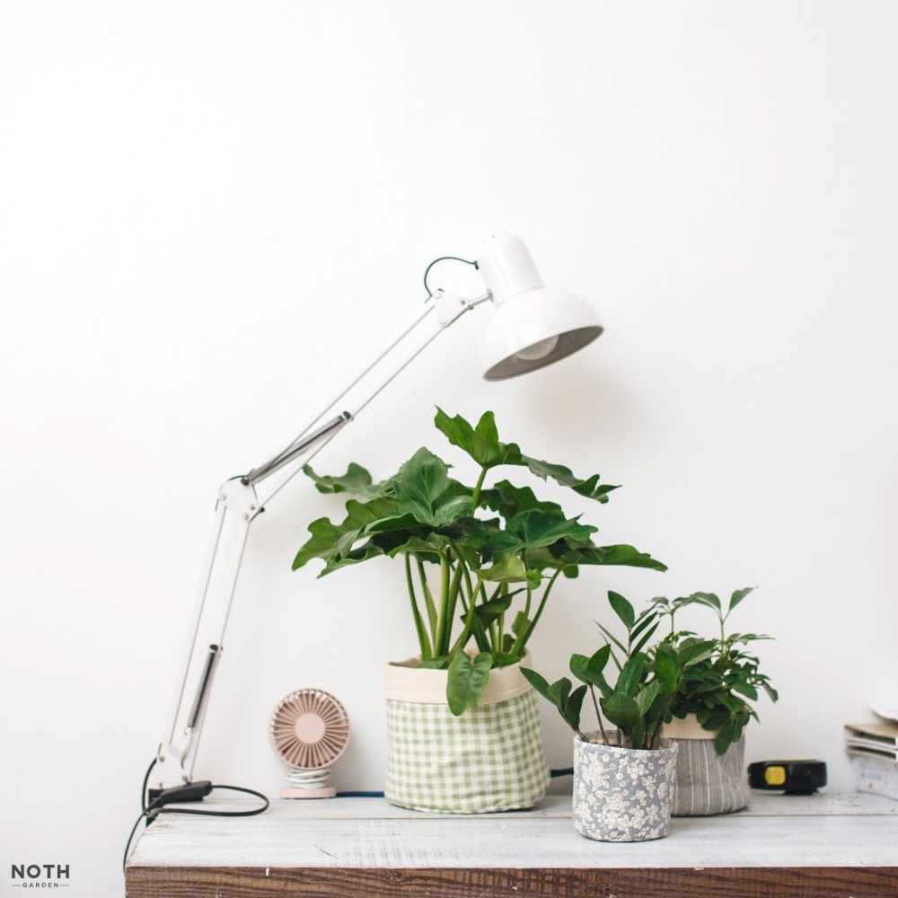 chậu vải trồng cây xanh