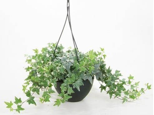 loài cây trong nhà tắm