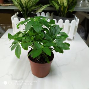 tác dụng cây ngũ gia bì