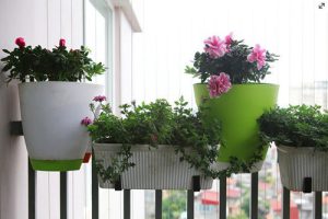 thiết kế cây xanh dành cho ban công chung cư