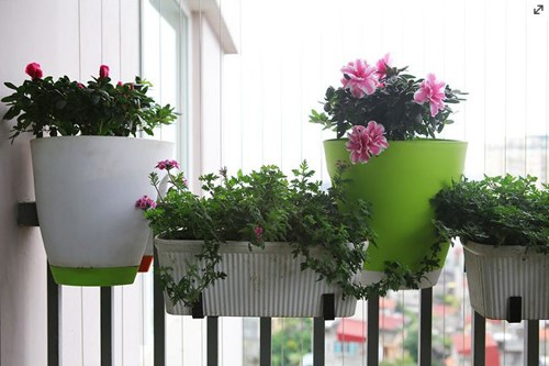 thiết kế cây xanh ban công 