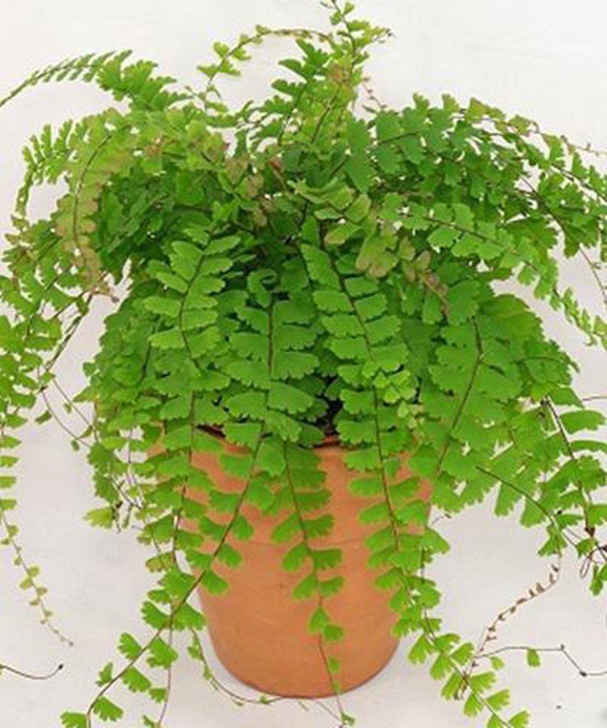 ý nghĩa tóc thần vệ nữ