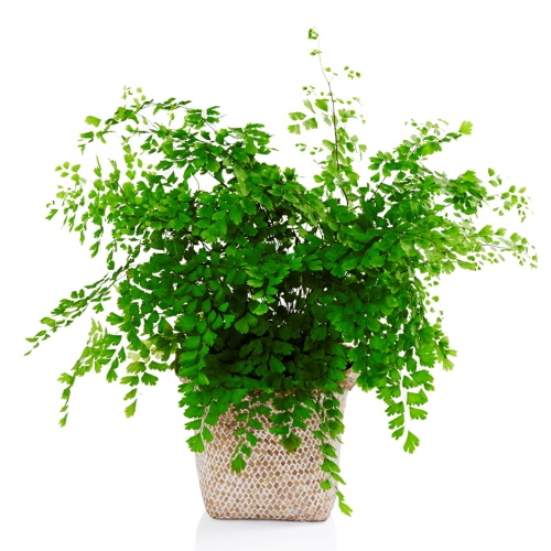 tóc thần vệ nữ