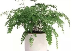 tóc thần vệ nữ