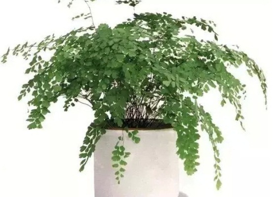 tóc thần vệ nữ